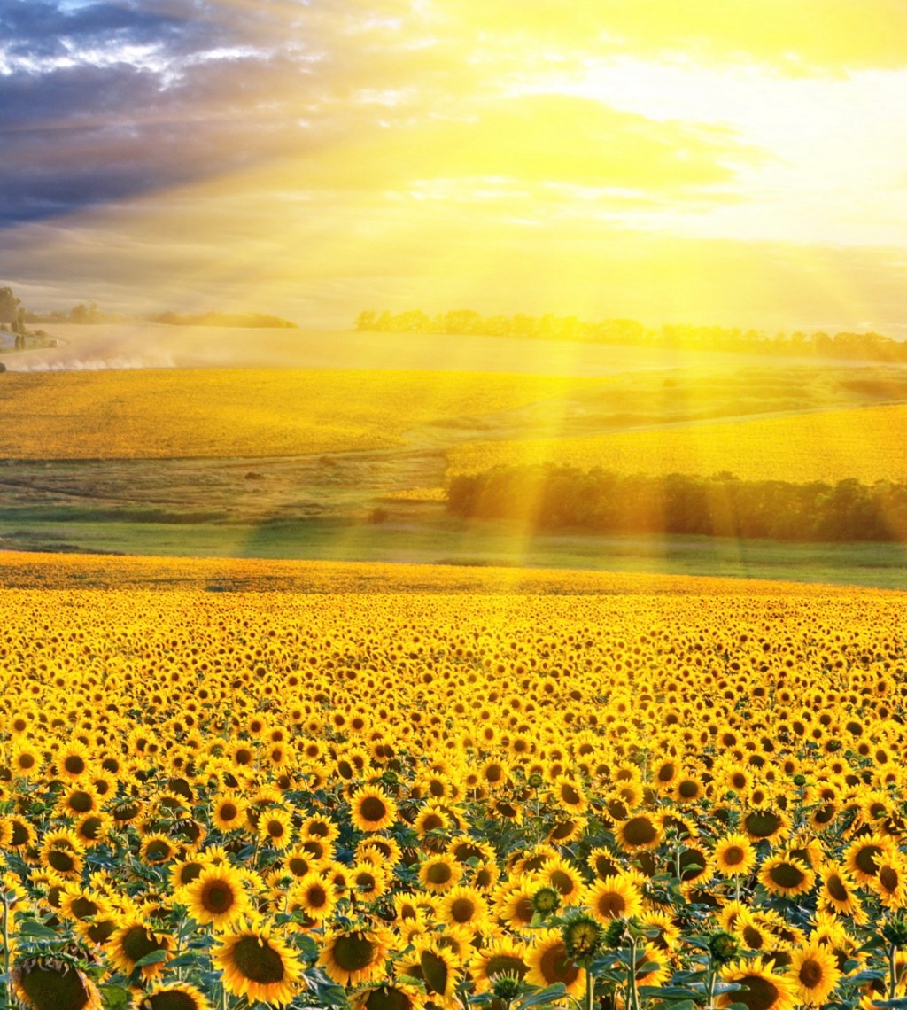 OSMO IS THE RIGHT&nbsp;CHOICE